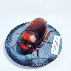 Cockroach